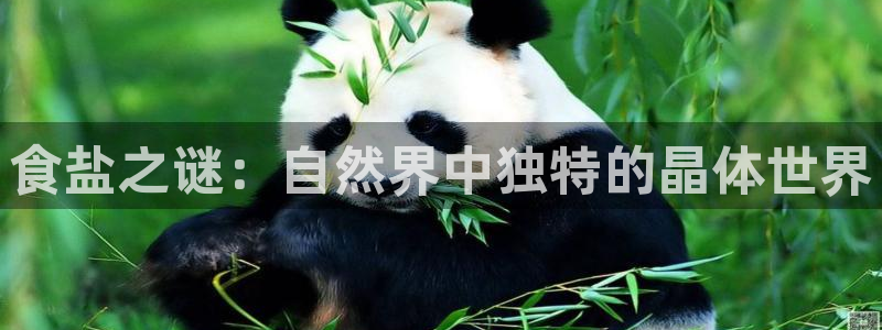 威九国际78m域名